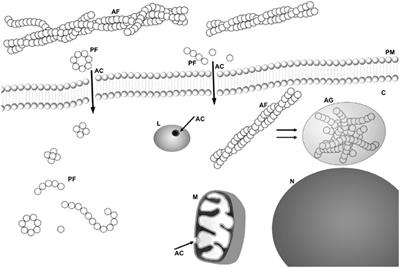 Viroporins vs. Other Pore-Forming Proteins: What Lessons Can We Take?